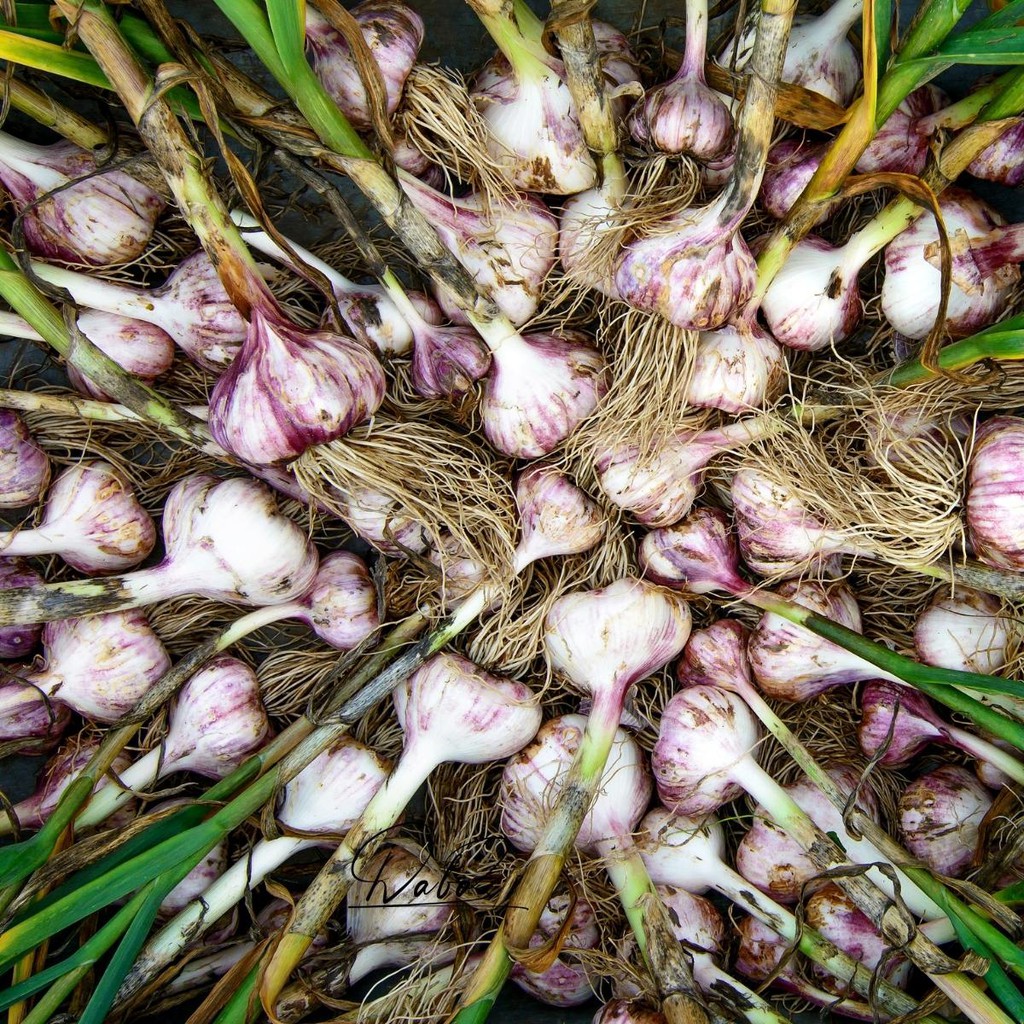 Garlic Power - Bột Tỏi ướp thịt thơm ngon siêu sạch tăng sức đề kháng ăn kiêng healthy, cho bé ăn dặm, gia vị của mẹ