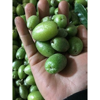 Giống Cây Chanh Ta ( ĐÃ CÓ QUẢ)