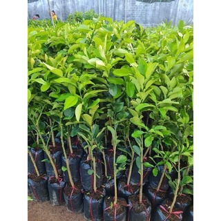 cây bưởi tiến vua