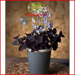 Cây cảnh hoa bướm đêm đẹp cây bướm đêm đẹp Oxalis Triangularis + tặng phân bón cây