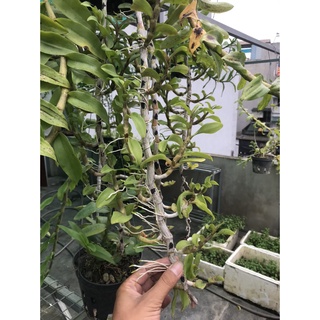 hoa lan phi điệp tím hoa cánh bầu ( hàng vip )