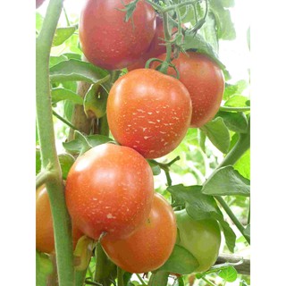 [Rau Củ Quả] - Gói 0.1g hạt giống cà chua F1 siêu kháng bệnh - Nanuseeds