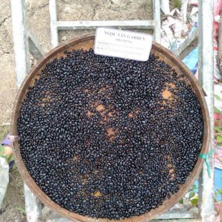 500 HẠT MAI 12 CÁNH