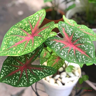 Củ cây Caladium Heart's Delight.[ Red Star]