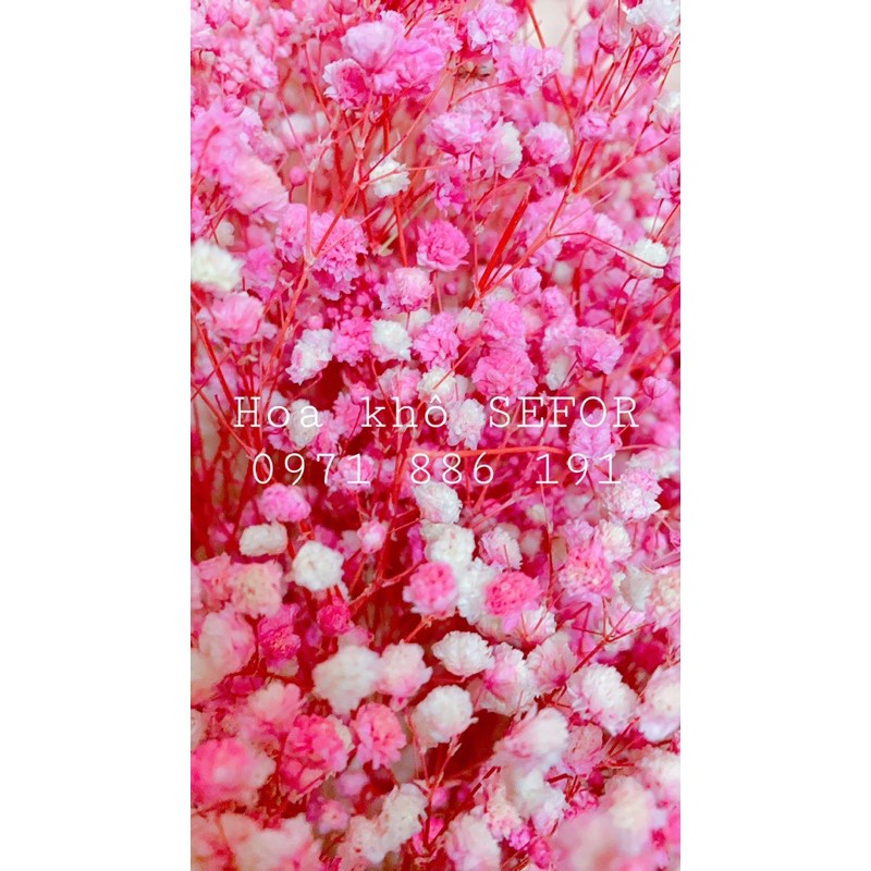 Hoa Baby Bloom hồng baby Gypsophila hoa khô trang trí phòng