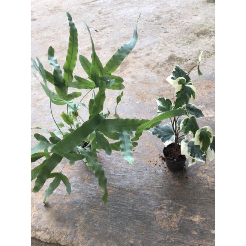 Chậu cứng dương xỉ bạc và thường xuân mới