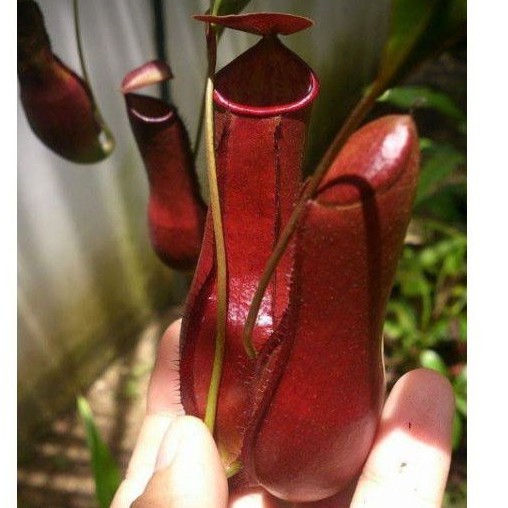 cây nắp ấm Nx Mirabilis x Gracilis red