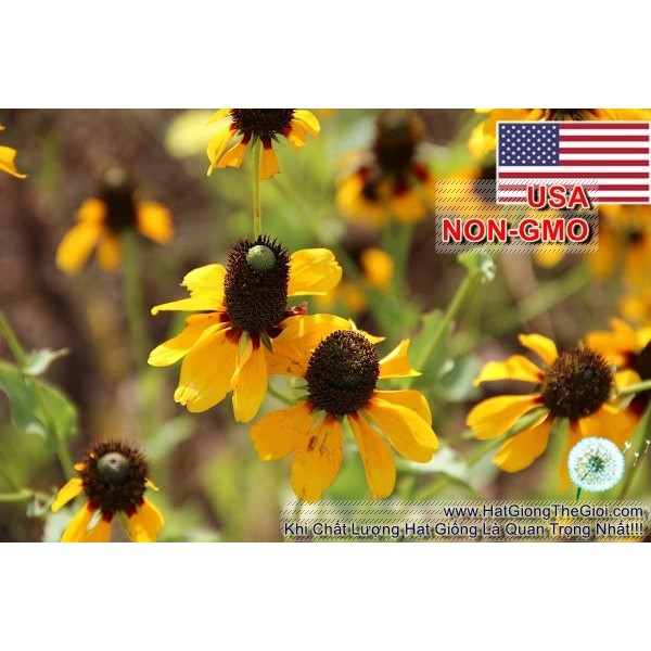 1000.Hạt Hạt Giống Hoa Cúc Tâm Đen Rudbeckia Nón Mexico (C3.201)