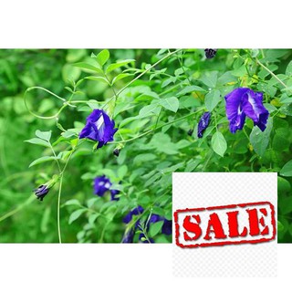 Gói 20 hạt giống đậu biếc sale