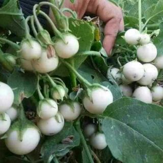 HẠT GIỐNG CÀ PHÁO TRẮNG CHÙM THÁI LAN