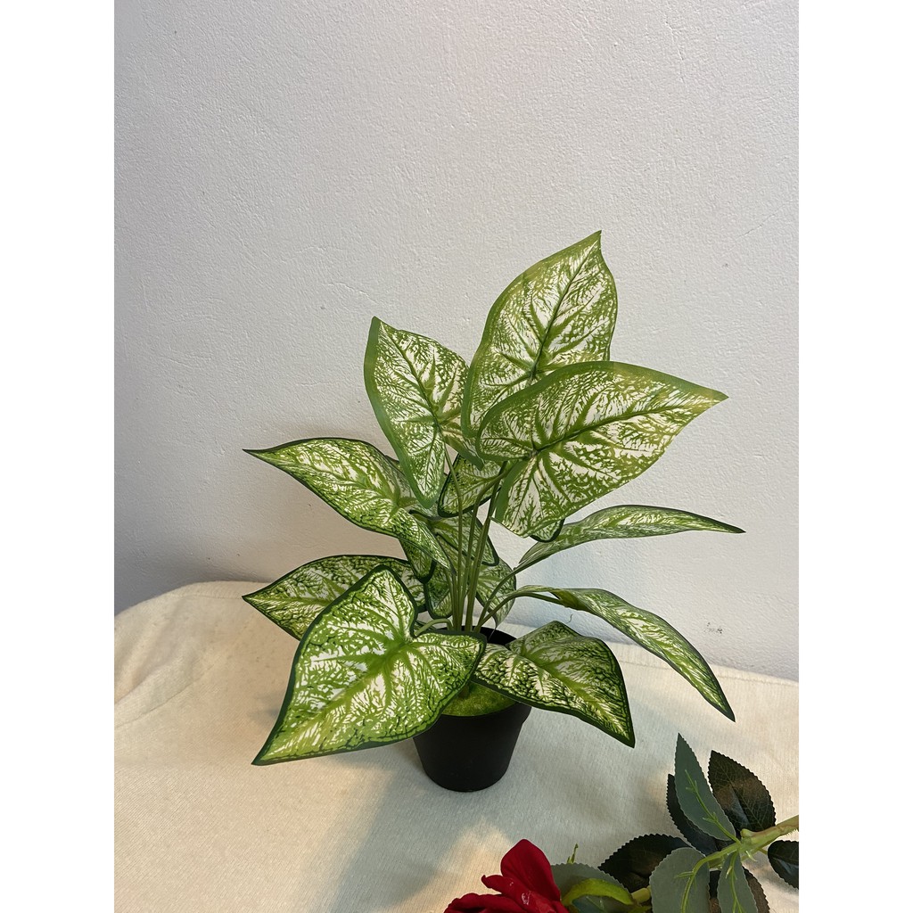 Cây giả decor- Cây lá môn viền xanh 30cm