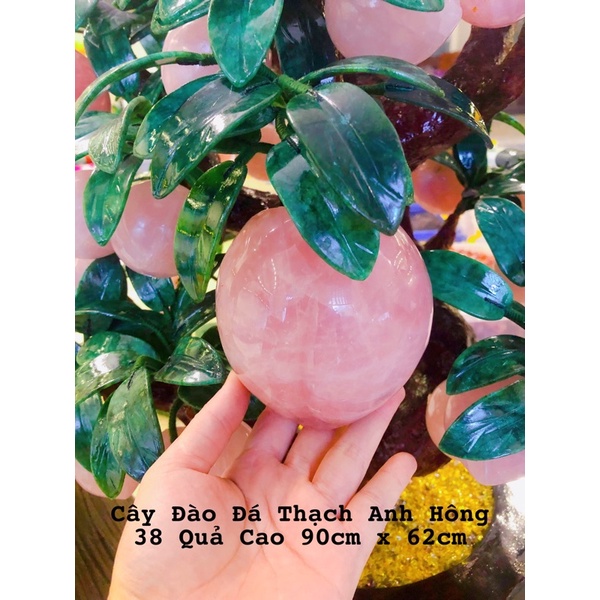 Cây Đào Đá Hồng 38 Quả To Đậm Tự Nhiên Phong Thuỷ