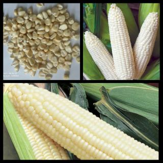 30 Hạt giống bắp ngô nếp cao sản