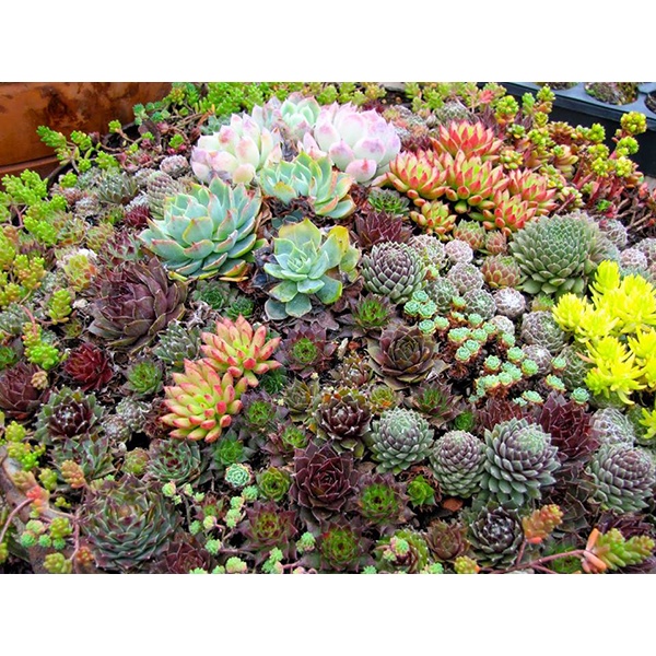 Hạt giống sen đá mix - Nhiều màu 1 gói 20 hạt ( tặng kèm thuốc kích mầm ra rễ)