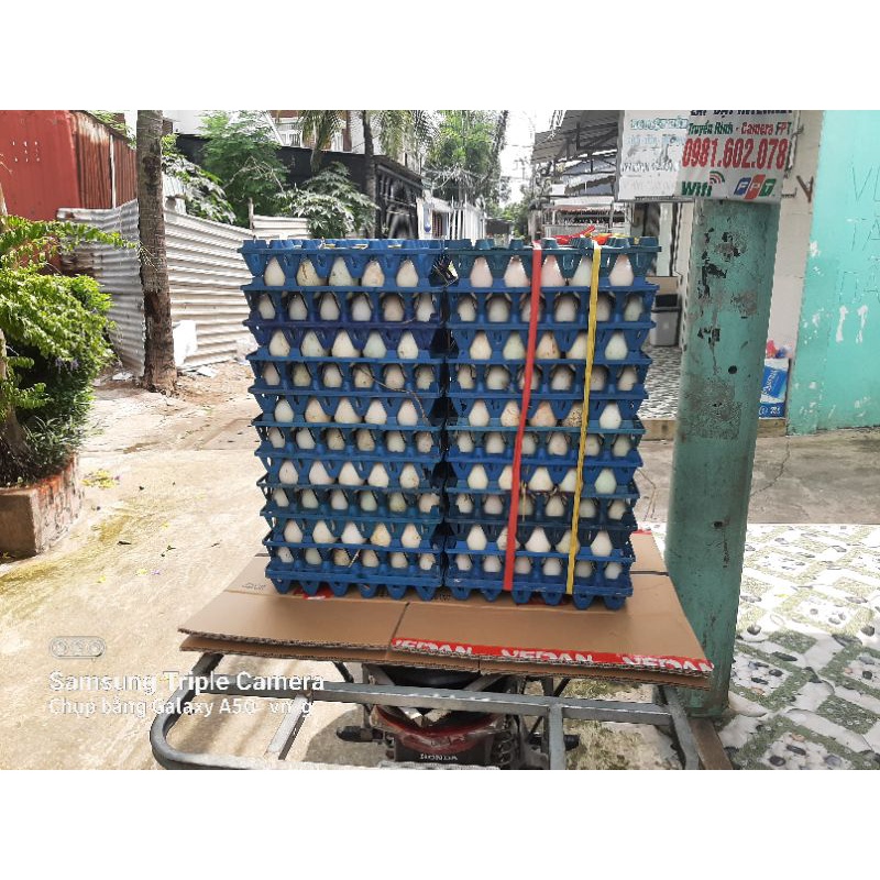 TRỨNG VỊT NUÔI VŨNG TÀU VỈ 10 TRỨNG