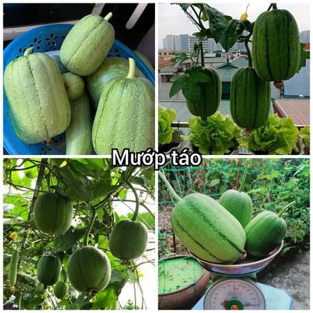 Hạt Giống Mướp Táo
