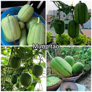 Hạt Giống Mướp Táo