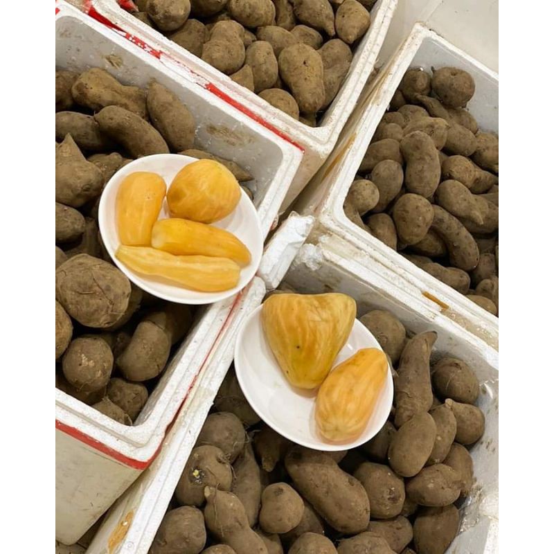 Khoai sâm đất y tý 1kg củ vừa