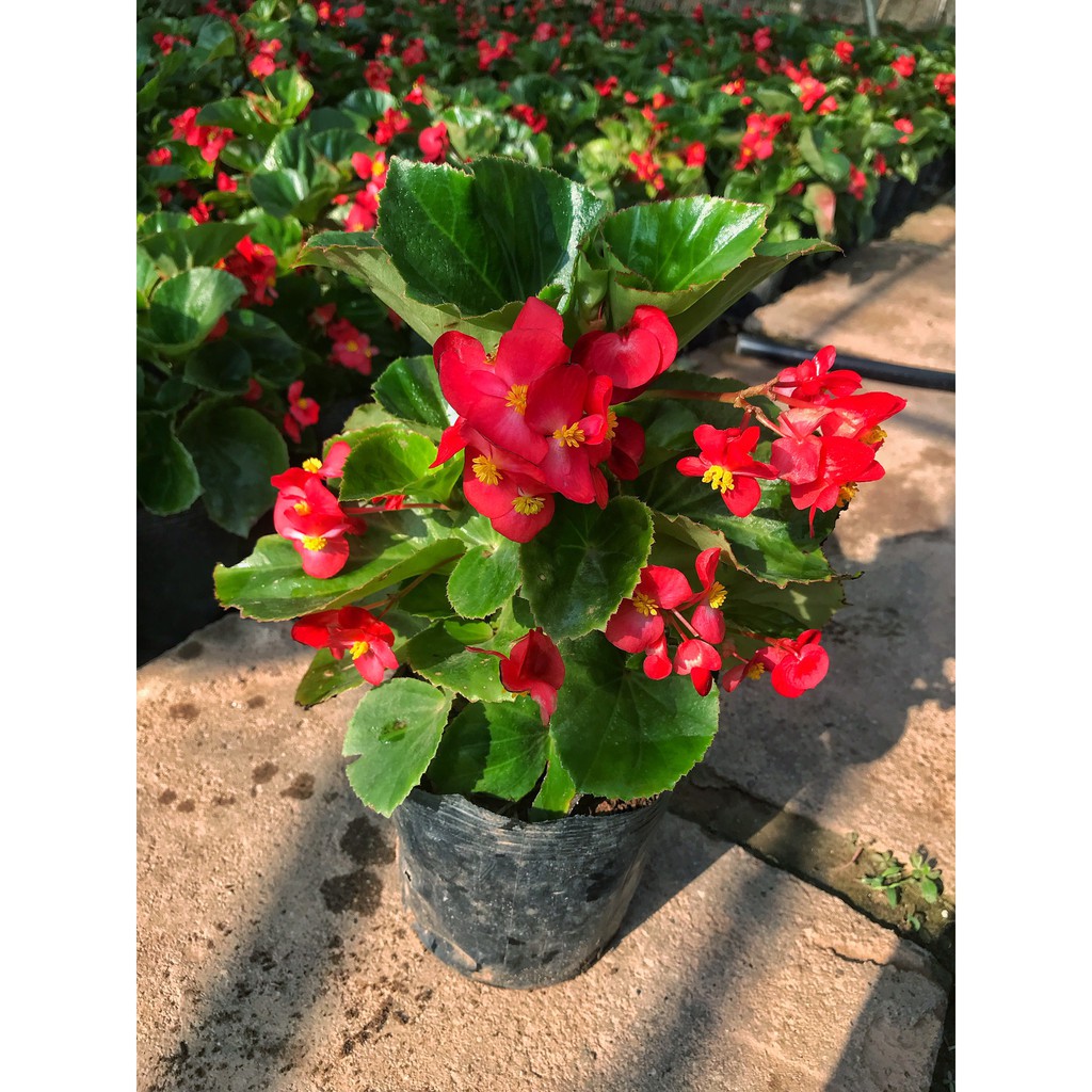 Cây hoa thu hải đường trồng bịch đen, cây cao 15-20cm sức sống khỏe hoa đỏ dùng trang trí không gian sân vườn tiểu cảnh