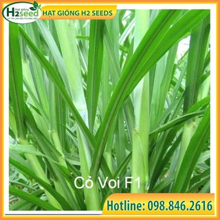 Hạt giống cỏ voi lai - gói 1kg - Cỏ năng suất, giàu dinh dưỡng chuyên dùng trong chăn nuôi trâu, bò, cá, thỏ...