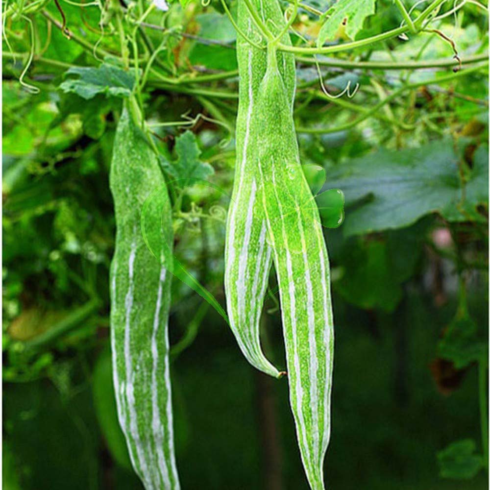 HẠT GIỐNG MƯỚP RẮN F1 HN703 - GÓI 1 GRAM