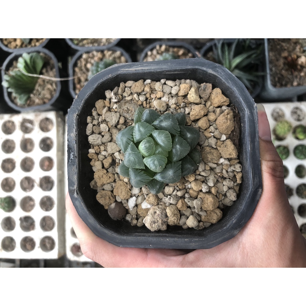Haworthia Cooperi | Sen đá Kim Cương | Size 3-5cm