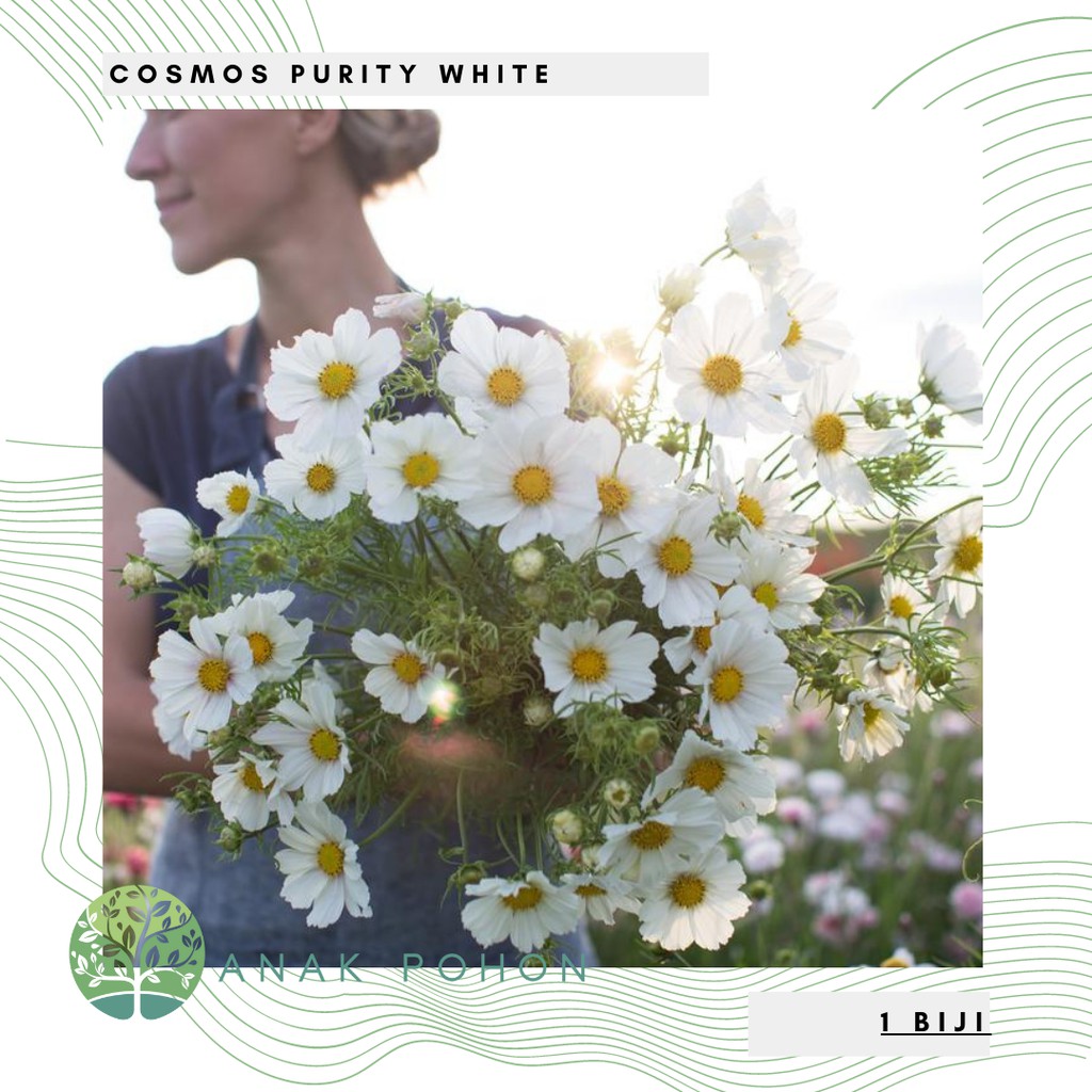 Hạt giống hoa Cosmos Purity trắng NHẬP KHẨU