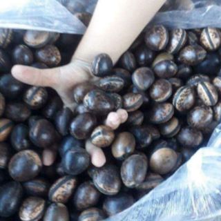 Hạt Đậu Lào (1 Hạt Giá Dùng Thử)