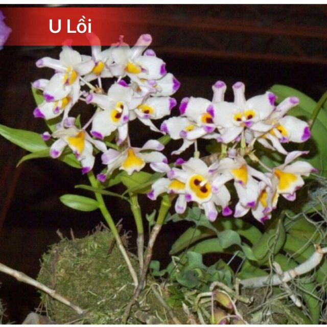 Phong lan u lồi