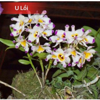 Phong lan u lồi