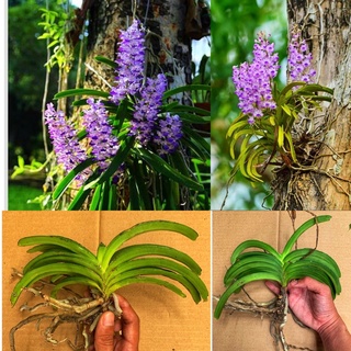Lan hải yến rừng 1 cây