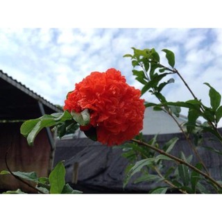 [ XẢ - CẮT LỖ] Cây hoa lựu hạnh