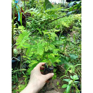Cây giống cam thảo dây