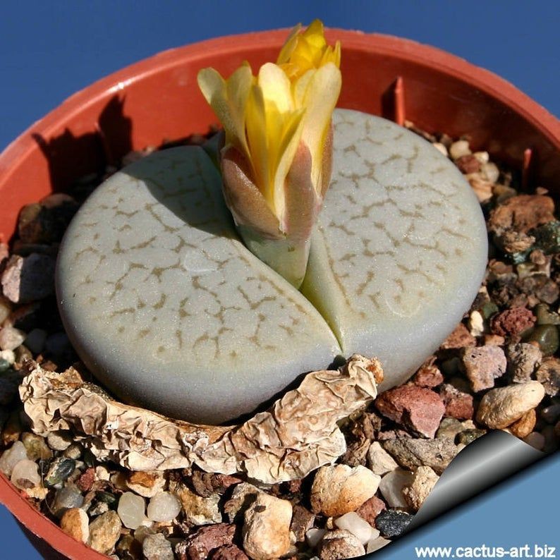 (Mua 5 Tặng 1) Sen Đá Lithops, Sen Mông, Sen Thạch Lan Mini Siêu Xinh Xắn, Dễ Chăm Sóc Cực Kỳ