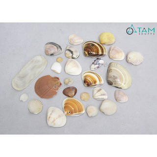 Bịch 200gr vỏ sò trang trí phong cách biển VOOC-04 TAN