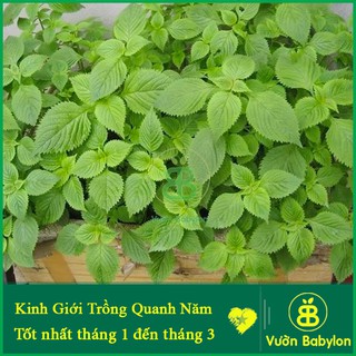 Hạt Giống Kinh Giới , Chịu Nhiệt, Dễ Trồng, Năng Suất Cao - Gói 2G