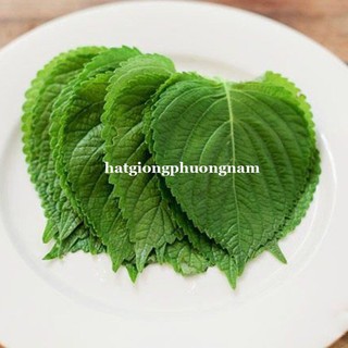 HẠT GIỐNG RAU THƠM MÈ VỪNG HÀN QUỐC
