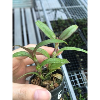 Phi Điệp Hòa Bình thân cực tím cốc giống