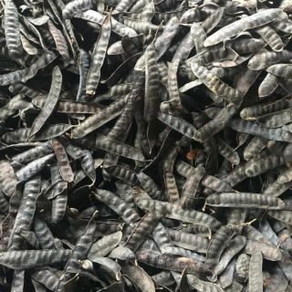 Bồ kết khô nguyên trái/ bồ kết sẻ