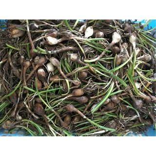 50 củ huệ mưa màu hồng