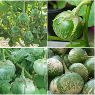 Hạt giống Cà bát ta da ếch - 1 gói 0.5gram