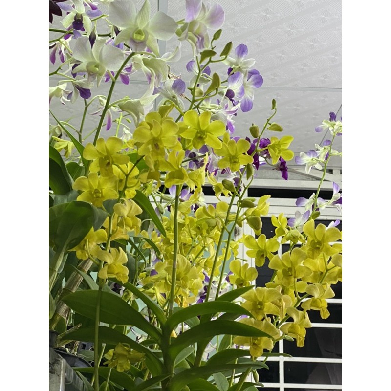 Combo kích hoa cho Lan