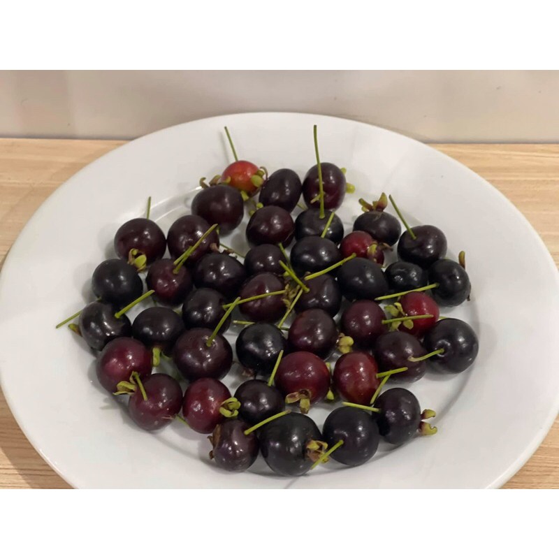 Cây Cherry Brazil - Cherry Nam Mỹ cây cao khoảng 40 - 50cm