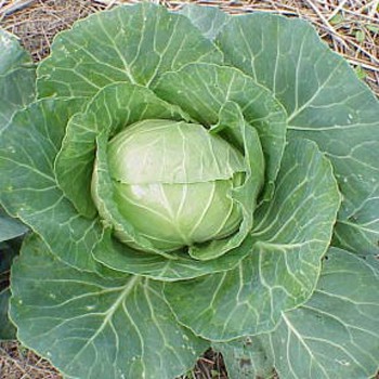 [GIÁ GỐC] Hạt giống Bắp cải F1 - 0.2 gram