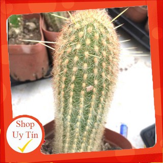 Xương rồng trụ nâu🍏 |FREESHIP| 🔥 XỨ NÓNG, ĐÃ THUẦN KHÍ HẬU, KHOẺ ĐẸP 🍏 LỖI 1 ĐỔI 1