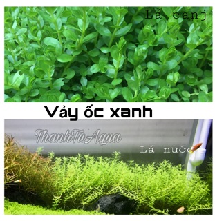 Cây thủy sinh các loại