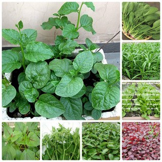 Combo 10 loại hạt giống rau dễ trồng - hgm