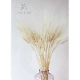 🌸Lúa Mạch Khô Decor Vintage🌸