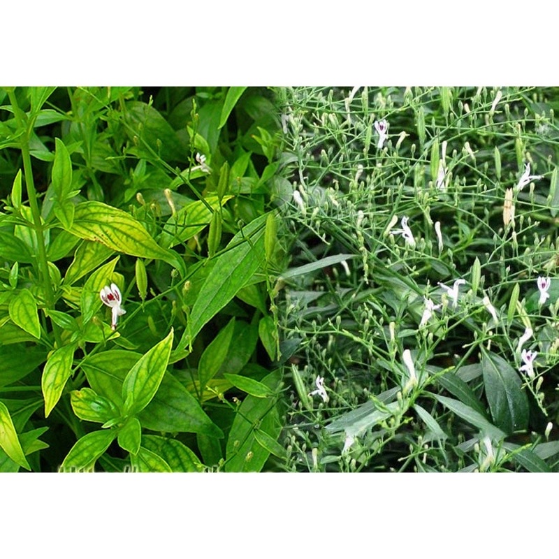 Hạt Giống Xuyên Tâm Liên - Gói 50 hạt