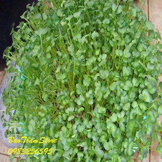 Phân phối Hạt giống rau mầm cải xoong gói 20 gram xuất xứ Việt Nam hàng chính hãng, nhập khẩu và phân phối trực tiếp.